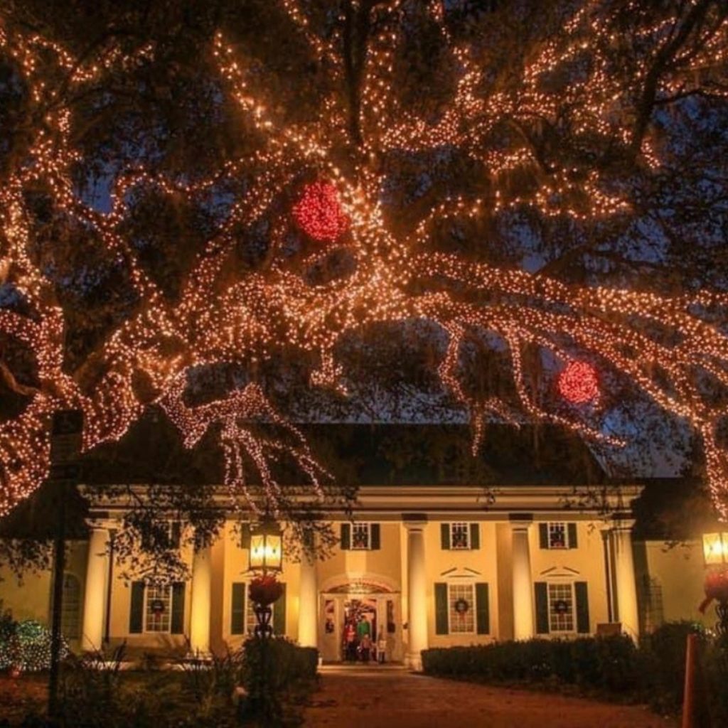 majestic oaks festooned with christmas lights