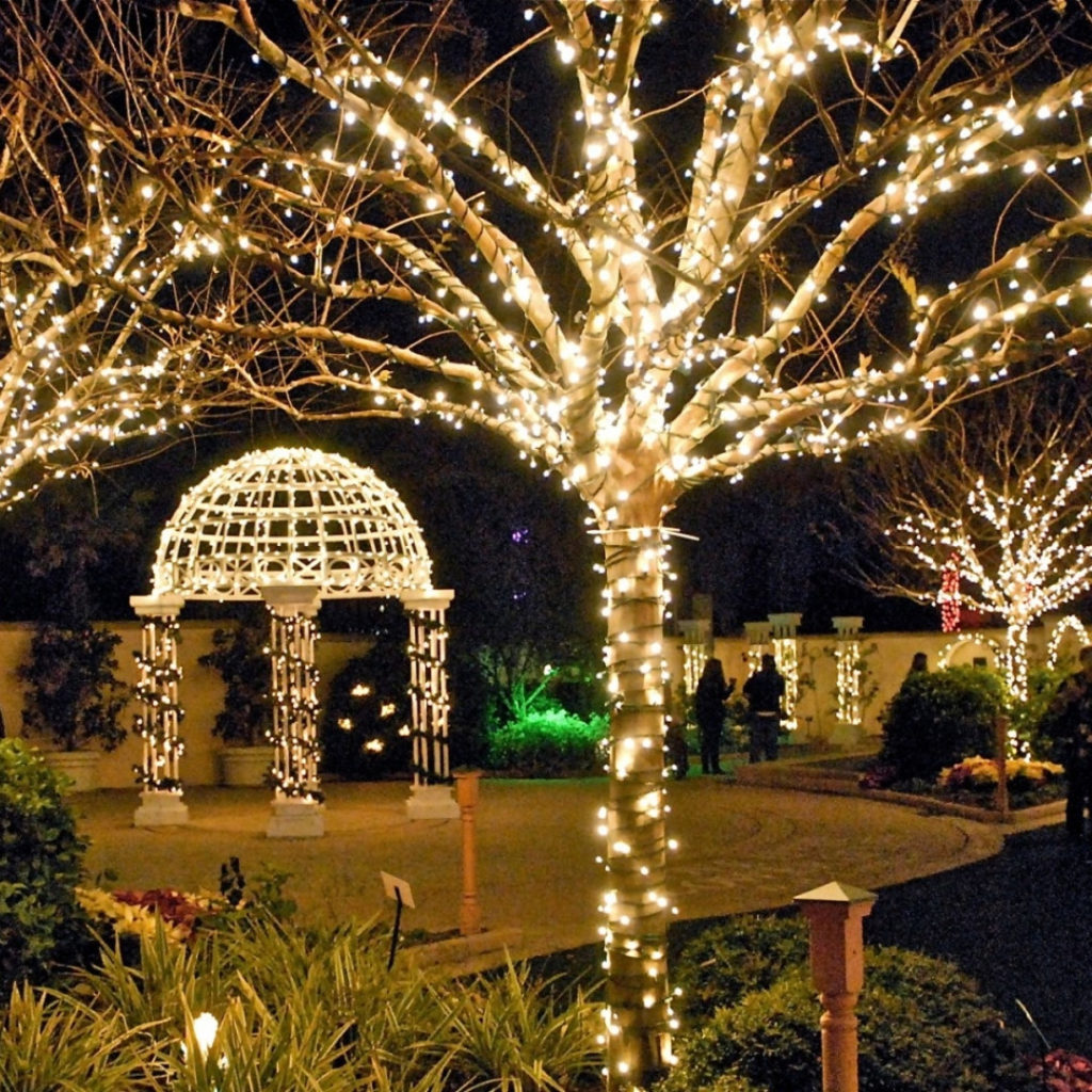 Trees festooned with Christmas lights