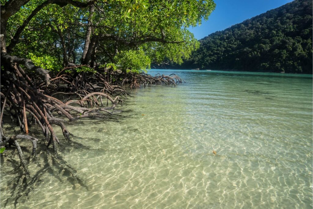 mangrove in florida coast